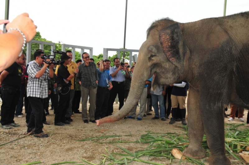 Borneo Elephant Sanctuary in Kinabatangan